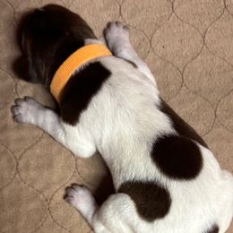 Carol - Liver and white female German Shorthaired Pointer puppy in Morgantown, Indiana from Kevin Funkhouser Kennel