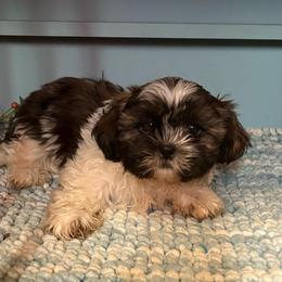 Teddy - Black gold and white male Shih Tzu puppy in Bradley, South Carolina from Katie’s Kennel