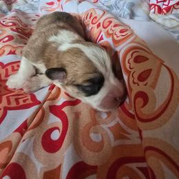Boy 2 - Red male Pembroke Welsh Corgi puppy in White Sulfur Springs, Montana from Montana Shorties