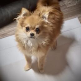 Abby - Fawn female Companion Cross puppy in Milan, Indiana from Heartland Pomeranians and Chihuahuas