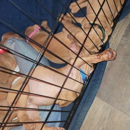 Vizsla Puppies from Ann's Vizslas