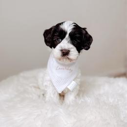 Mahal - Love litter - Chocolate male Australian Labradoodle puppy in Syracuse, Florida from The Doodle Cove