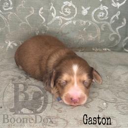 Gaston - Cream male Dachshund puppy in Lexington, Oklahoma from BooneDox Miniature Dachshunds