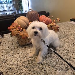 Ellis - White male Maltese puppy in Selma, North Carolina from Havenkennels