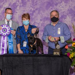 French Bulldog All Grown Up from Suirac French Bulldogs