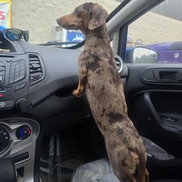 Buttercup - Dachshund