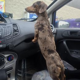 Buttercup - Dachshund