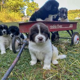 Newfoundland puppies from Sweet Creek Pups