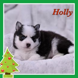 Holly - Black and white Pomsky puppy in Wisconsin from Sugar Maple Pomskies