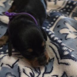 Purple Boy - Black and tan male Dachshund puppy in Mulberry, Florida from J's Mini Dachshunds