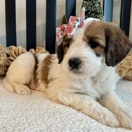 Millie - Rust and white female Saint Berdoodle puppy in Perrysville, Ohio from Darling Farm Doodles