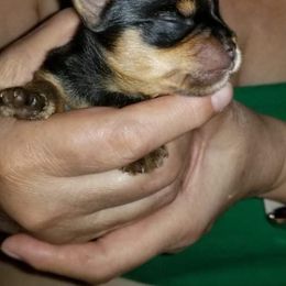 Yorkshire Terrier Puppies from Elite's Touch of Klas Yorkies