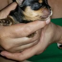 Yorkshire Terrier Puppies from Elite's Touch of Klas Yorkies