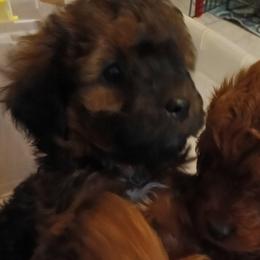 Violet - Chocolate female Cavapoo puppy in East Providence, Rhode Island from Marta's Cavaliers