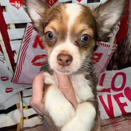 7344 red sable male - Red and white male Chihuahua puppy in Palmyra, Indiana from Country Star Chihuahuas