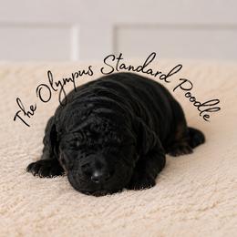 Caspian - Phantom male Poodle puppy in Spring Hills, Florida from The Olympus Standard Poodle