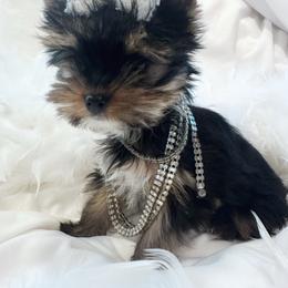 Dolly - Black and tan female Yorkshire Terrier puppy in Azle, Texas from Texas Star Unique Yorkies