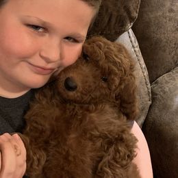 Goldendoodle Puppies from Cooley Doodles