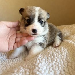 Red male 2 - Sable Pembroke Welsh Corgi puppy in Conroe, Texas from Peach Tree Corgi Co.