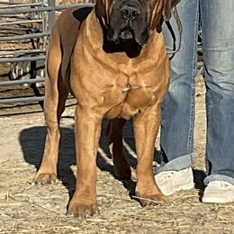 Gunner - Boerboel
