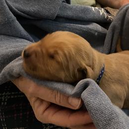 Boy 2 - male Golden Retriever puppy in Chico, California from Glenmac Goldens
