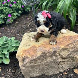 Cici - Tri-color female Bernedoodle puppy in Mint Hill, North Carolina from DoodleForever