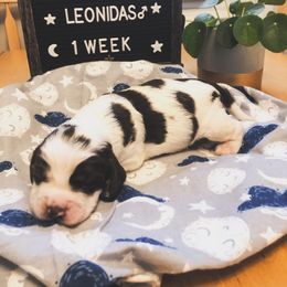 English Springer Spaniel Puppies from Brambleberry Springers