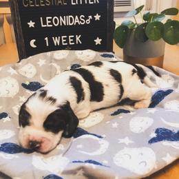 English Springer Spaniel Puppies from Brambleberry Springers
