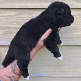 Poppy - Black, silver undercoat female Akita puppy in Granbury, Texas from Folklore Akitas