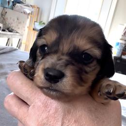 Sage - Dapple female Dachshund puppy in Griffin, Georgia from Always Trippin' Doxie Life