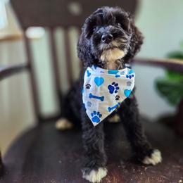 Midge - Black male Bernedoodle puppy in Wagener, South Carolina from Noble Friend Breeders LLC
