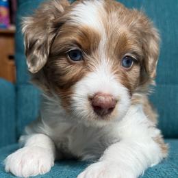 Starry (yellow) - Red merle female Aussiedoodle puppy in Watertown, Wisconsin from Little Bear Paws Aussiedoodles