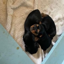 Rottweiler and Yorkshire Terrier Puppies from Superior Family Kennels
