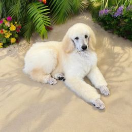 Cal - Cream Poodle puppy in Port Orange, Florida from Daytona’s Standard Poodles