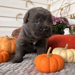 Badger - Gray male Cane Corso puppy in Fort Scott, Kansas from Black Magic Cane Corso