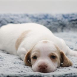 Female 1 - Red female Dachshund puppy in Childress, Texas from Taylor Farms