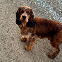 Violet - English Springer Spaniel