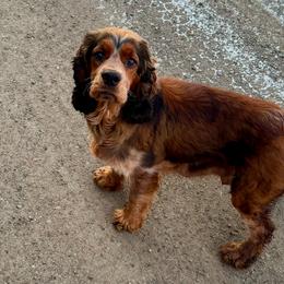 Violet - English Springer Spaniel