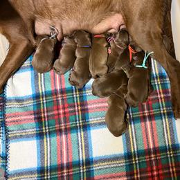 Dark pink - Chocolate female Labrador Retriever puppy in Heath Springs, South Carolina from Rich Hill Retrievers