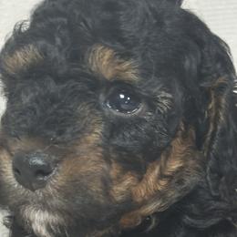 Miniature Australian Shepherds and Poodles from KE of Misty Meadows