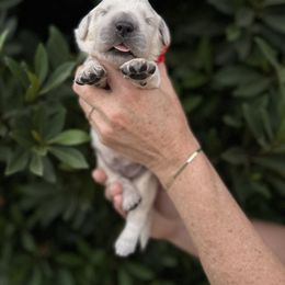 Golden Retriever Puppies from Sanctuary Ranch Goldens