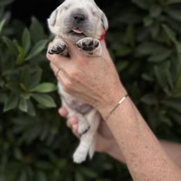 Golden Retriever Puppies from Sanctuary Ranch Goldens