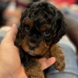 Cavapoo Puppies from Clover Patch Cavapoos