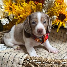 Romeo - Dapple male Dachshund puppy in Fayetteville, West Virginia from Loop Creek Dachshunds