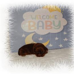 Rolo - Chocolate and tan male Shih Tzu puppy in Lawrenceburg, Tn, Tennessee from Shedd's Shih Tzus