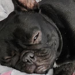 French Bulldogs from Burger's Pups