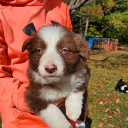 Red Male - Red male Border Collie puppy in Chester, Vermont from Countryside Border Collies