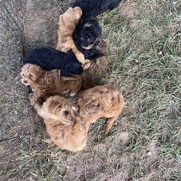 Aussiedoodle, Australian Shepherd, Bernedoodle, Cockapoo, and Poodle Puppies from Sis' Doodles & Poodles