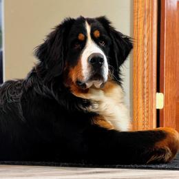 Paris - Bernese Mountain Dog