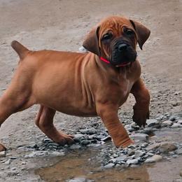 Pink - Reddish brown Boerboel puppy in Naples, New York from Freedom Boerboels LLC